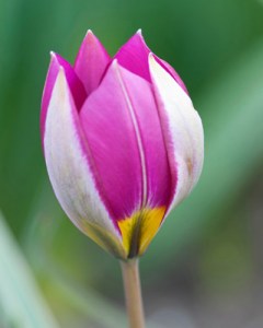 pulch. persian pearl.jpg
